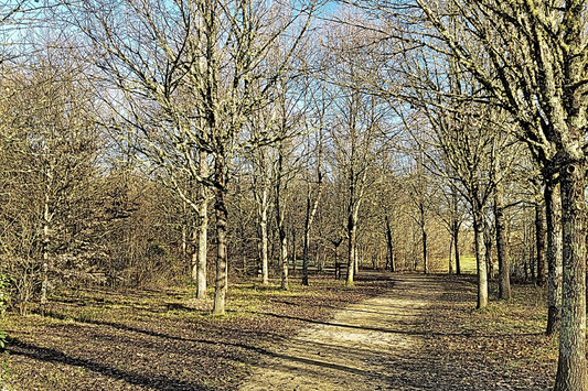 Rituel slow : La promenade méditative en nature