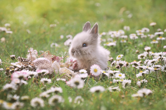 🌸 Rituel d’Ostara : Accueillir l’Éveil du Printemps