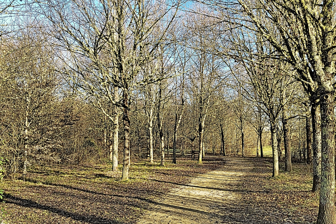 Rituel slow : La promenade méditative en nature
