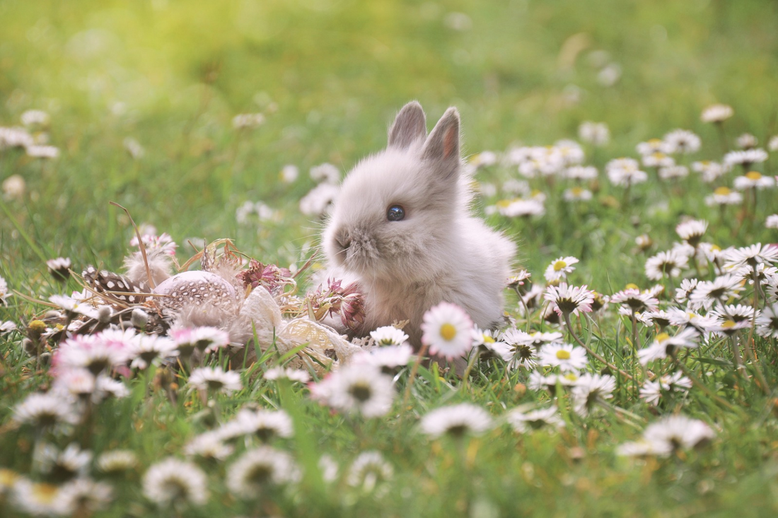 🌸 Rituel d’Ostara : Accueillir l’Éveil du Printemps