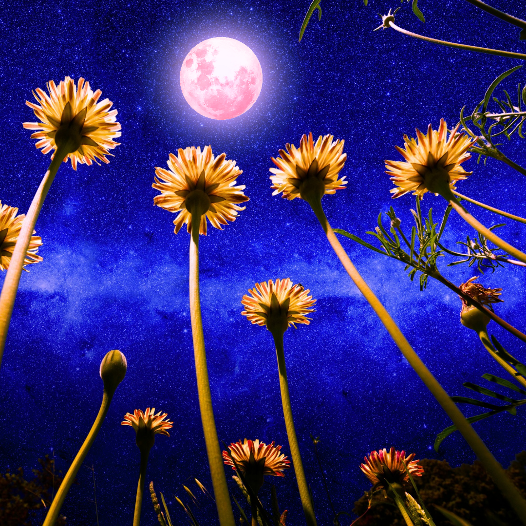 Pleine Lune Rose du 13 avril 2025 à 2h22