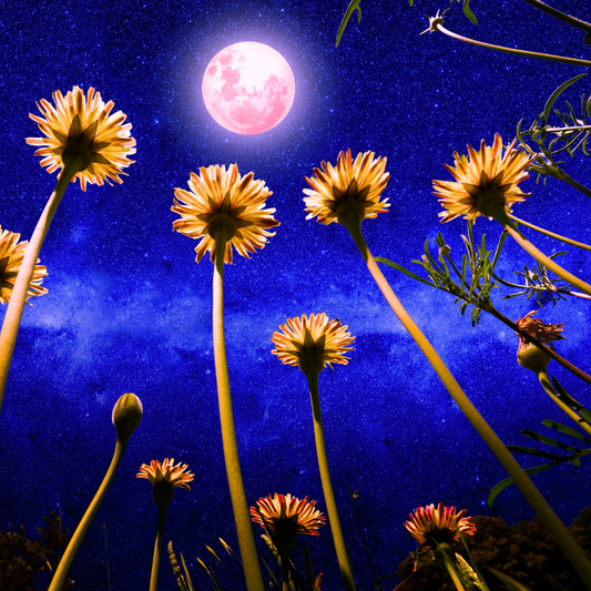 Pleine Lune Rose du 13 avril 2025 à 2h22